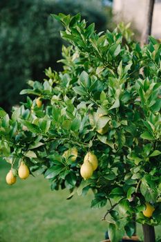 Lemon on the tree in Costiera Amalfitana, tipical Italian location for this fruit