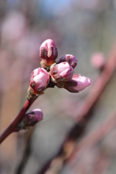 Nectarine May Grand flower buds - Latin name - Prunus persica var. nucipersica May Grand