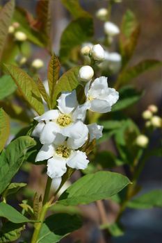 Pearl bush Snow White - Latin name - Exochorda serratifolia Snow White