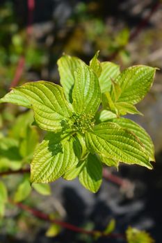 Siberian dogwood leaves - Latin name - Cornus alba Sibirica