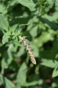 Meadow sage flowers - Latin name - Salvia nemorosa subsp. tesquicola