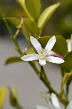 Sweet orange flowers - Latin name - Citrus sinensis