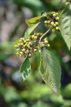 Beautyberry Profusion unripe fruit - Latin name - Callicarpa bodinieri Profusion