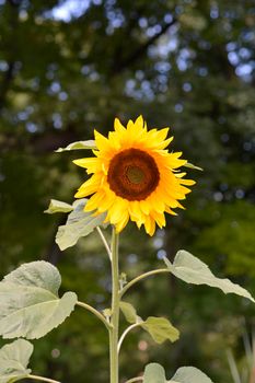 Common sunflower - Latin name - Helianthus annus