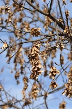 Common sycamore branches with seeds - Latin name - Acer pseudoplatanus