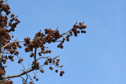 American sweetgum branch with dry seeds - Latin name - Liquidambar styraciflua