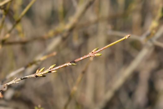 Weeping forsythia branch with flower buds - Latin name - Forsythia suspensa