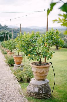 Lemon trees in pots, yellow lemons on a tree.