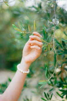 The graceful hand of a woman in a pearl bracelet touches the thin young branches of an olive tree . High quality photo