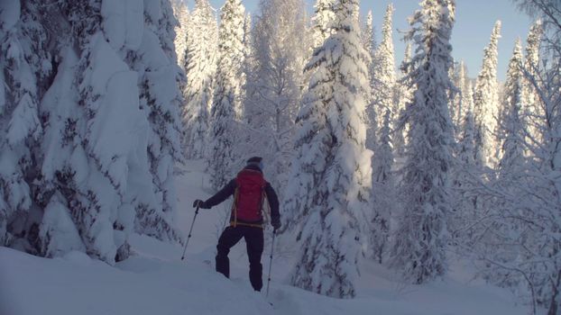 Skitour in Siberia. A man skiing in a snowy forest, rear view.