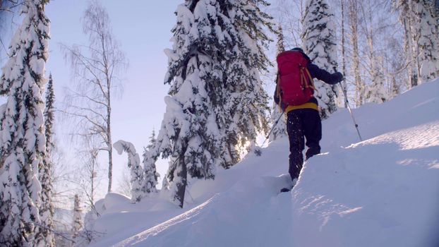 Skitour in Siberia. A man skiing in a snowy forest, rear view.