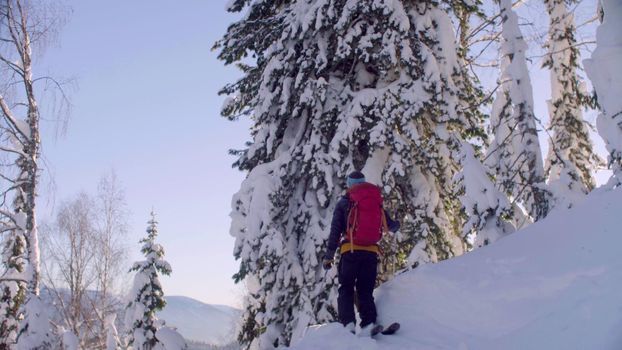 Skitour in Siberia. A man skiing in a snowy forest, rear view.