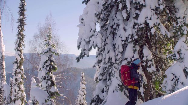 Skitour in Siberia. A man skiing in a snowy forest, rear view.