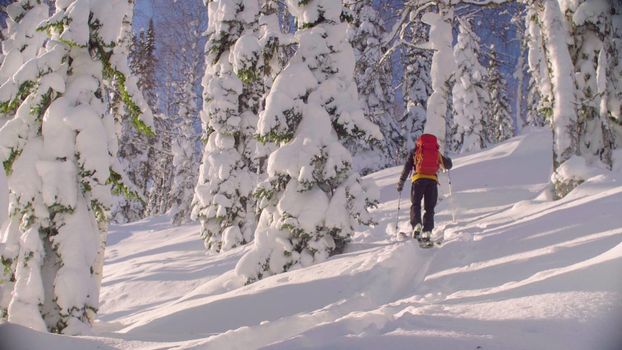 Skitour in Siberia. A man skiing in a snowy forest, rear view.