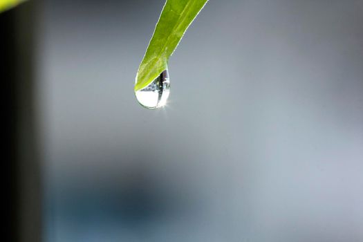 Water droplets at the end of the leaf sparkled the rays of sunlight.