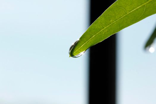 Water droplets at the end of the leaf sparkled the rays of sunlight.