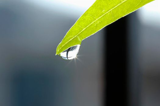 Water droplets at the end of the leaf sparkled the rays of sunlight.