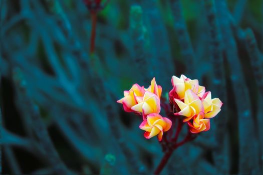 Plumeria red yellow white flower buds and green leaves background in the garden