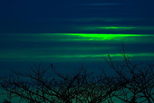 sunset back on silhouette birds hanging on dry tree glow green cloud on the sky