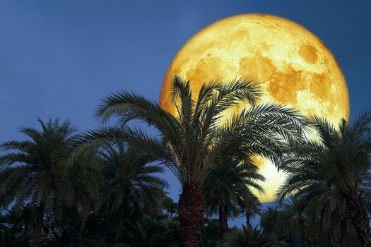 Super corn blood moon and silhouette coconut tree in the night sky, Elements of this image furnished by NASA
