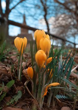 yellow crocuses in green grass on the sunny spring day against blue sky and church