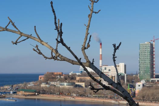 Tree branch without leaves on blurred background of urban landscape