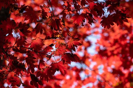 Red maple leaves against the sky.