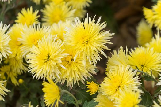 floral background with yellow chrysanthemums