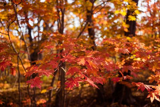 Autumnal ornament, red leaves of maple.