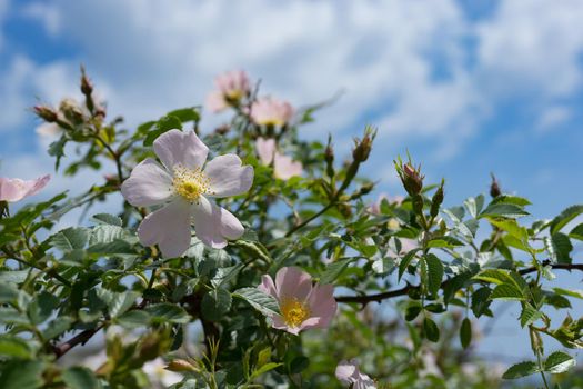 Pink wild rose flowers on background blue sky.