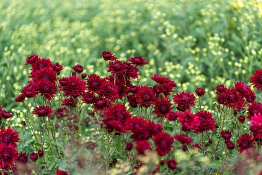 Floral background with a beautiful Burgundy chrysanthemums on the background of many small flowers.
