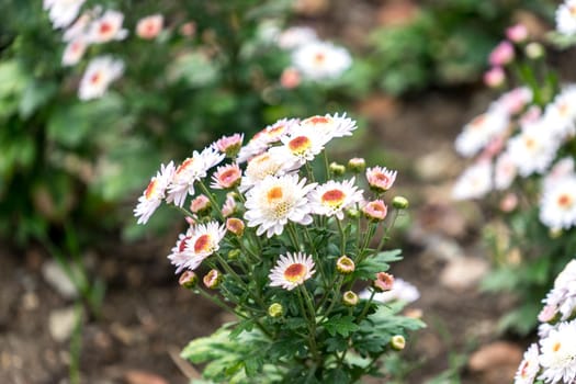 Chrysanthemum flowers on a blurred background.