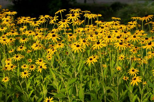 Flower bed with yellow flowers, beauty nature