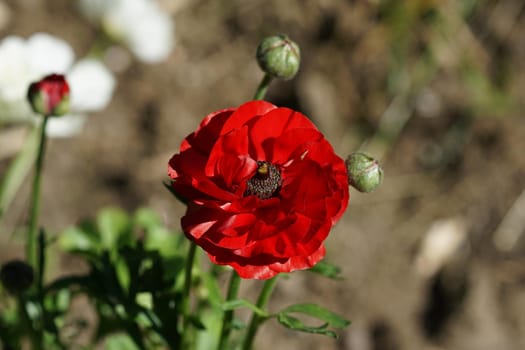 Bright red Tulip on blurred background.