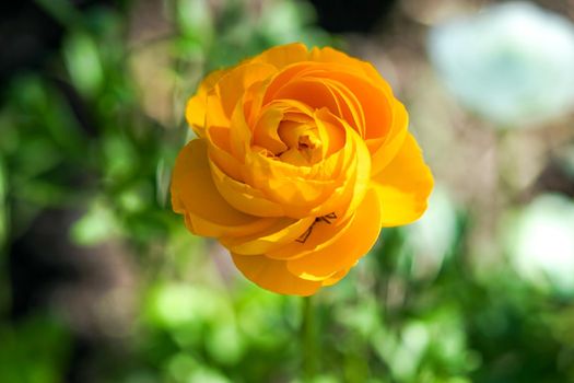 beautiful bright yellow garden poppy on blurred natural background