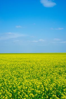 Rapeseed fields in Crimea. Beautiful scenery with yellow flowers.