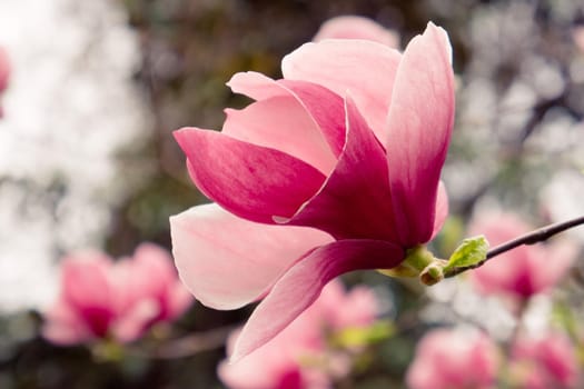 Pink Magnolia flower on blurred background. Beauty of nature.