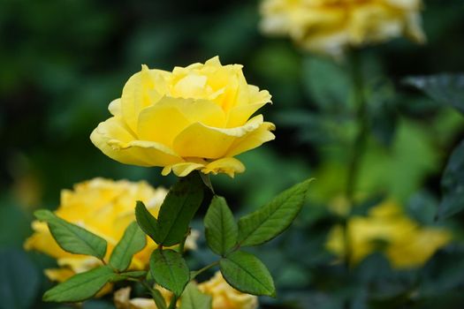 Bright garden roses on green background summer day