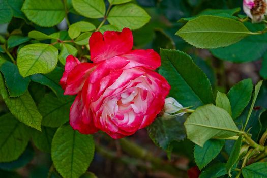 beautiful rose on a green background of leaves and grass