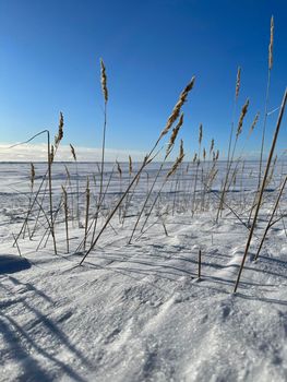 The dry grass ears on a wind on a snow-covered field in clear sunny frosty weather, long shadows from stalks on snow, a deserted place, boundless space, the clear blue sky. High quality image