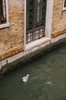 Seagull swims on the Venetian Canal, Venice, Italy.