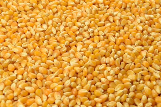A closeup of whole kernel corn making a full frame background image.