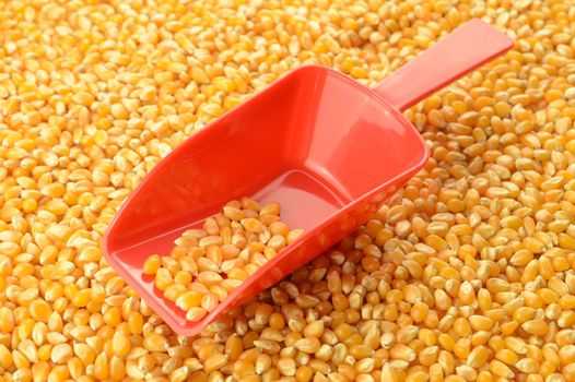 A red scoop rests on a pile of fresh kernel corn being sold as wholesale bulk product.