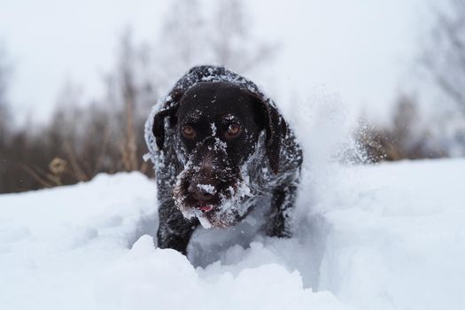 Hunting dog in the field in winter. German wire hair on a winter hunt. High quality photo