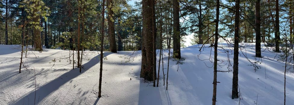 Panoramic view of winter wild park, long shadow of trunks of pine trees at frosty sunny weather, Green branches of trees. High quality photo