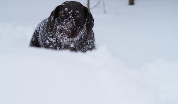 Hunting dog in the field in winter. German wire hair on a winter hunt. High quality photo