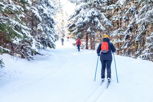 cross-country skiing in the woods in the snow in winter.