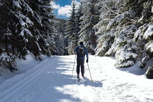 cross-country skiing in the woods in the snow in winter.