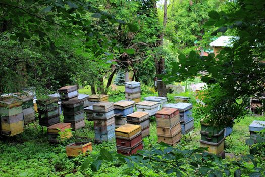 Collecting honey. Private apiary in nature. lots of beehouses.