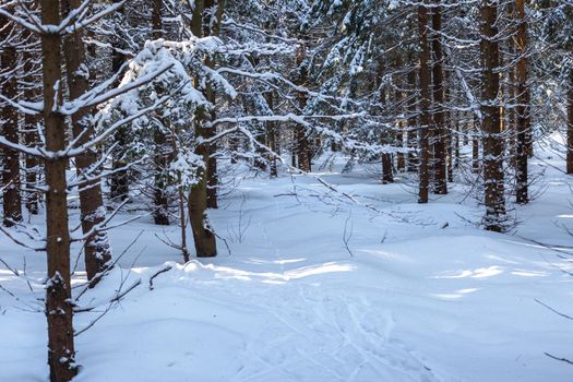 winter snowy forest with conifers in sunny weather.